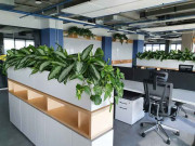 IPlants - озеленение офисов и помещений